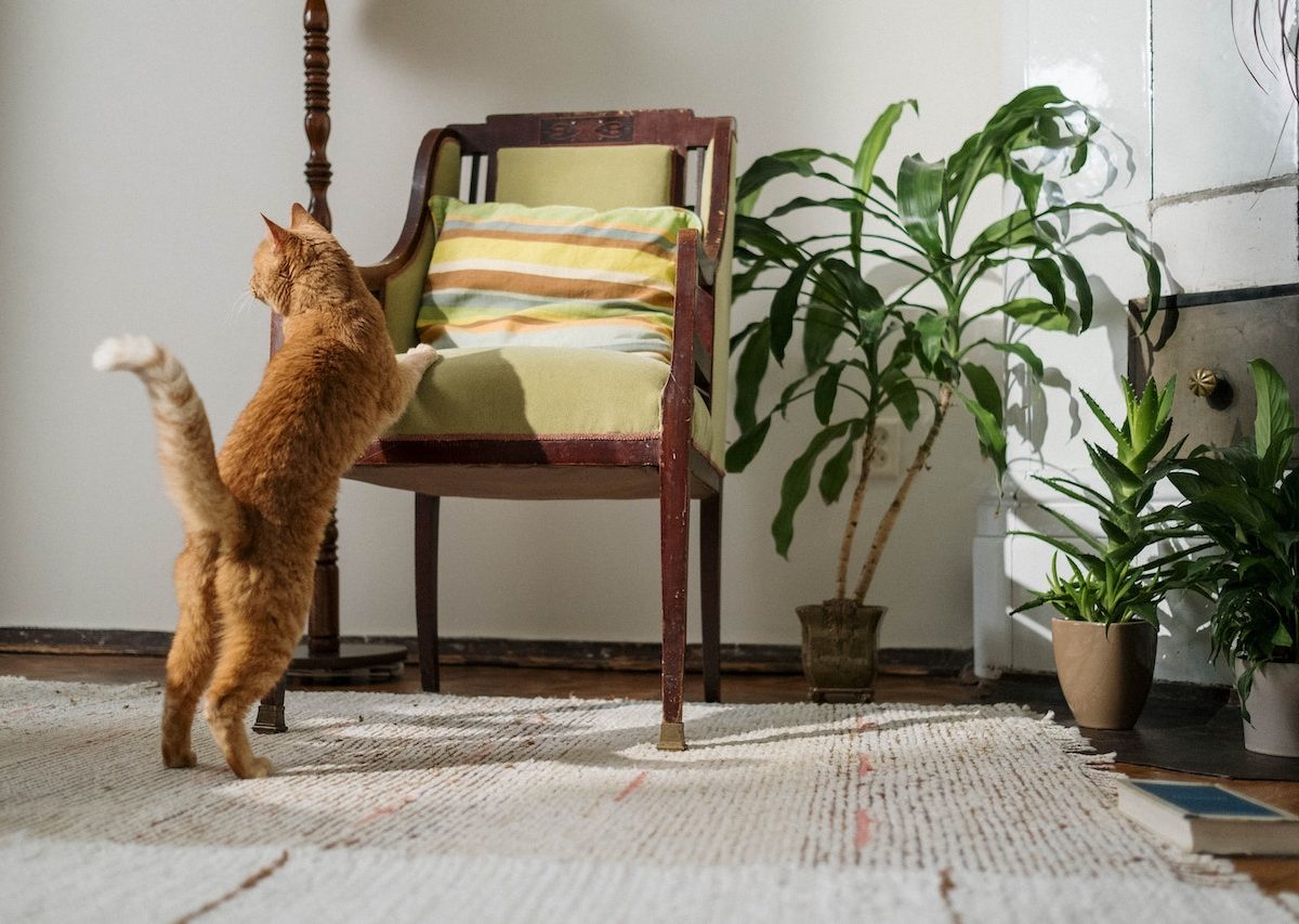 13 Amazing Cat Room Ideas