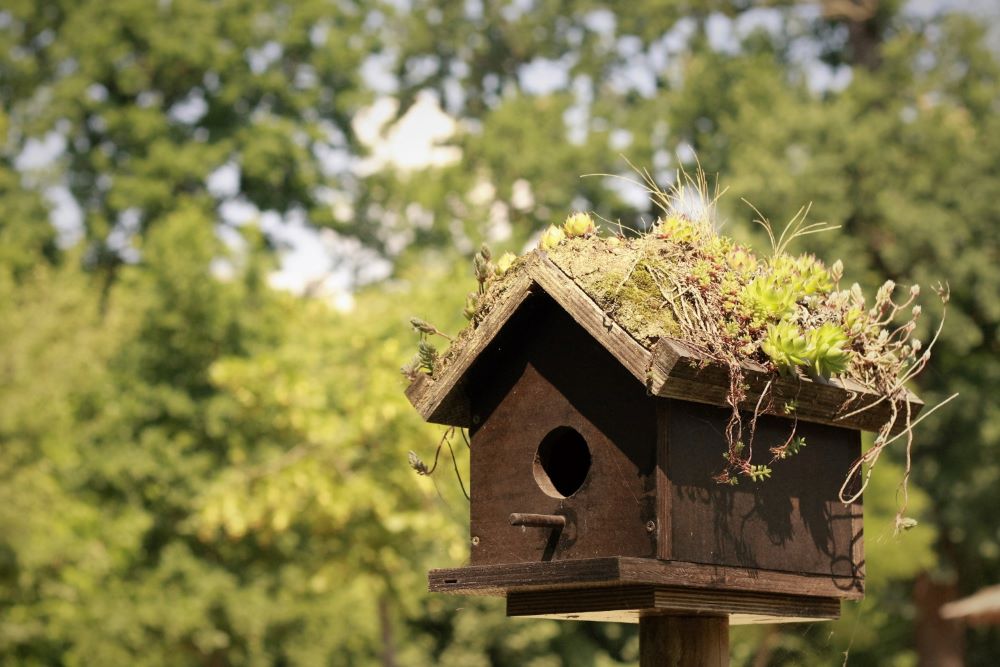 9 FREE DIY Birdhouse Plans Built for $3