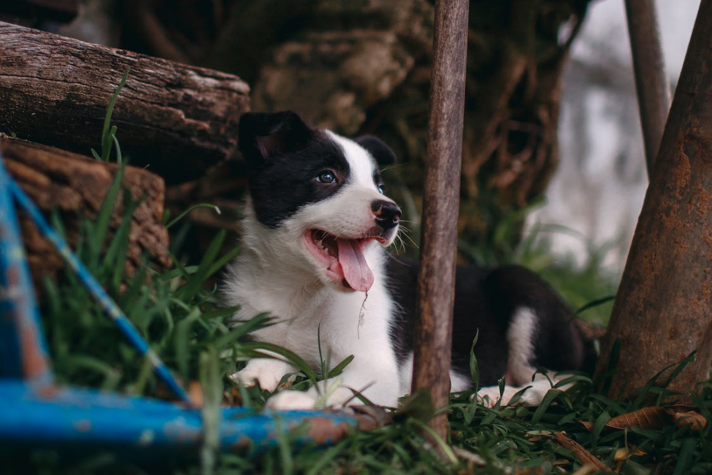 Add Obstacles for Dog Run Ideas Playground