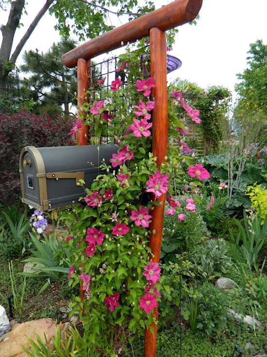 Add a Climber Plant on The Mailbox Stand