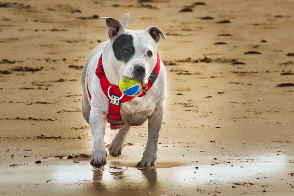 Automatic Toys for Dog Run Ideas