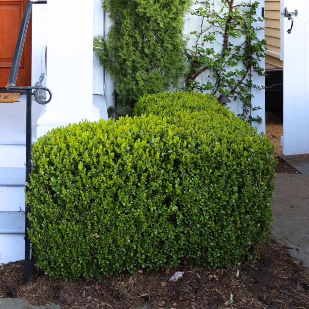 Baby Gem Boxwood