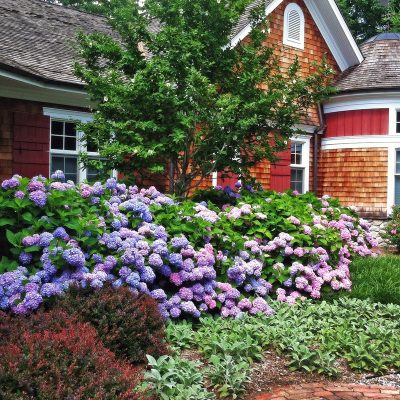 Beautiful Shrubs for Front of House That Will Instantly Boost Your Curb Appeal