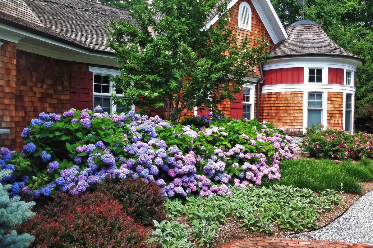 Beautiful Shrubs for Front of House That Will Instantly Boost Your Curb Appeal