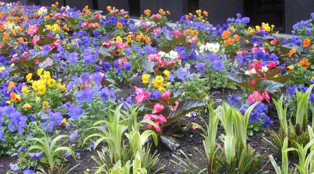Best Flowers for Your Flower Bed Ideas
