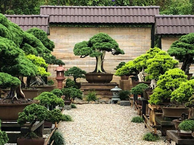 Bonsai Plants