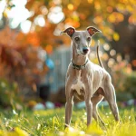 Common Health Concerns in Greyhounds: Keeping Your Pet Safe and Healthy