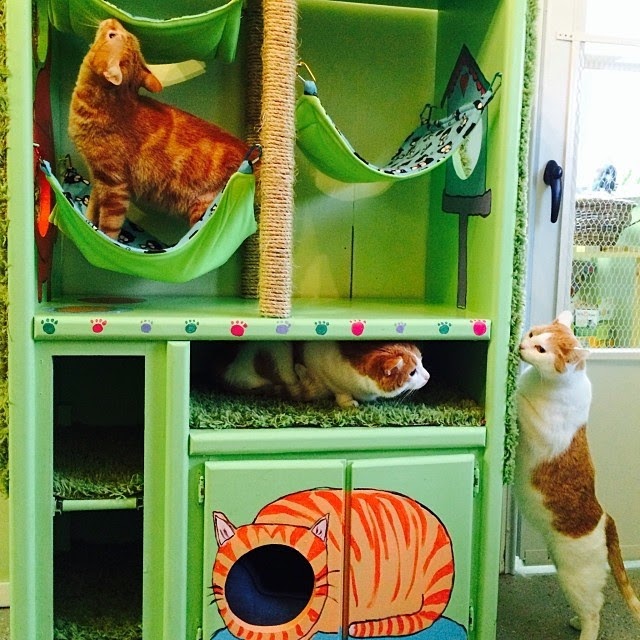 DIY Cat Hotel