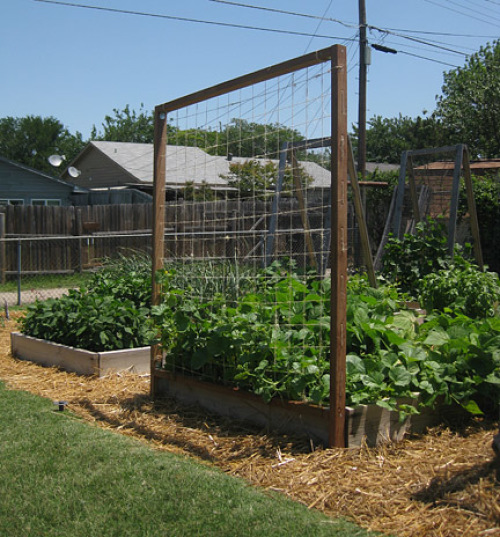 DIY Trellis