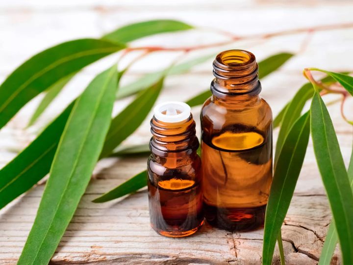 Eucalyptus Essential Oil