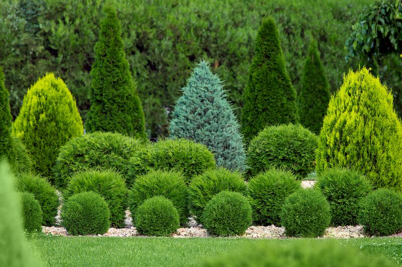 Evergreen Shrubs