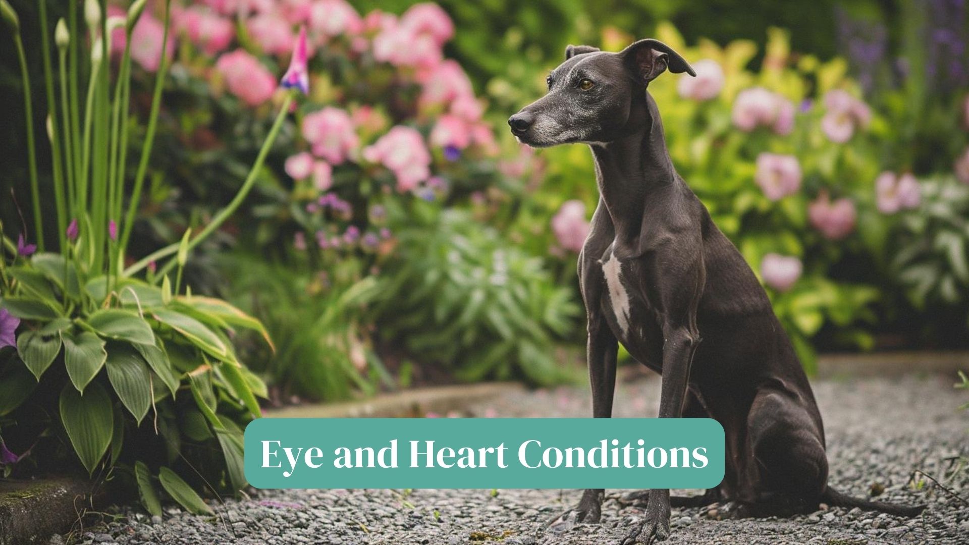 Eye and Heart Conditions in Greyhounds