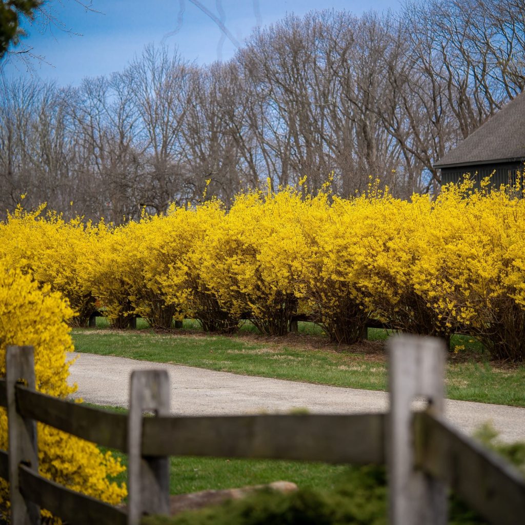 Forsythia