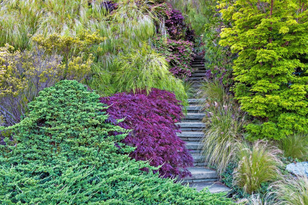 Garden and Walkway