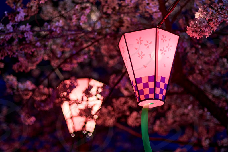 Hang Colorful Lanterns on The Trees