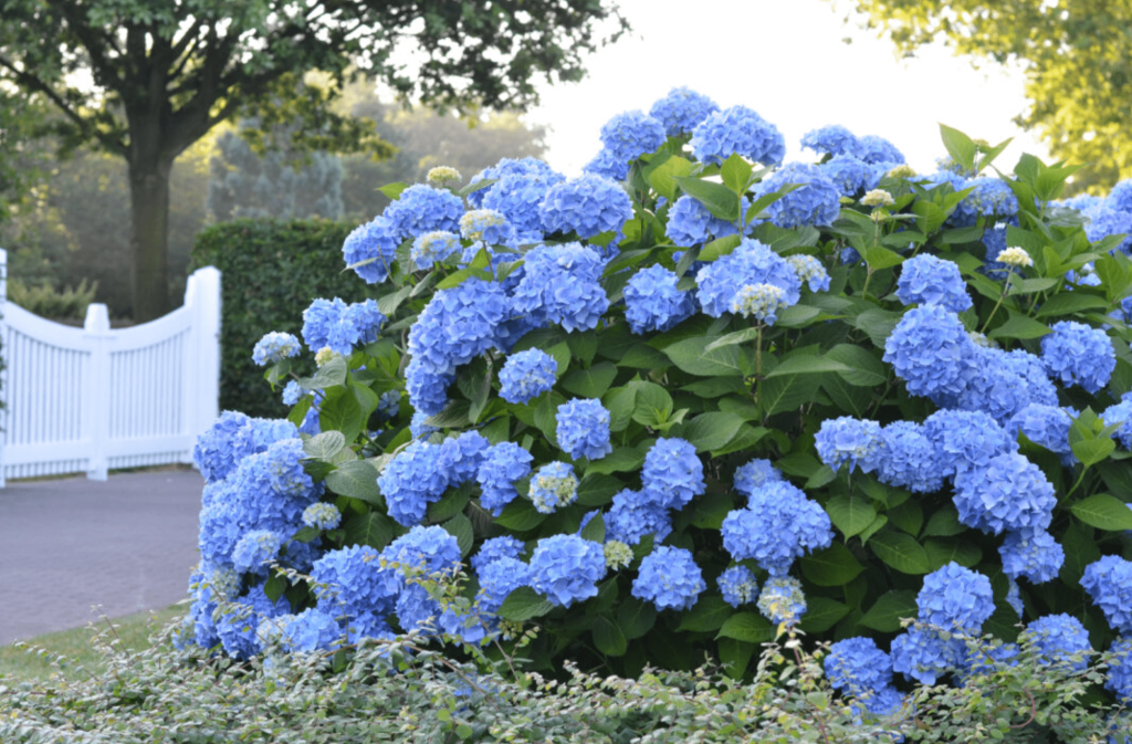 Hydrangea