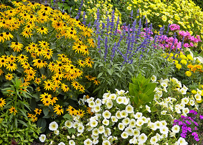 Incorporate Pollinator Plants