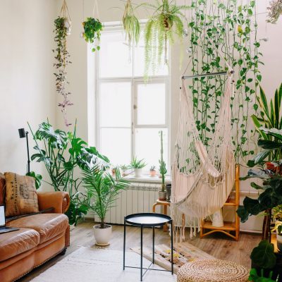 Indoor Plant Wall Decor Ideas That You'll Love