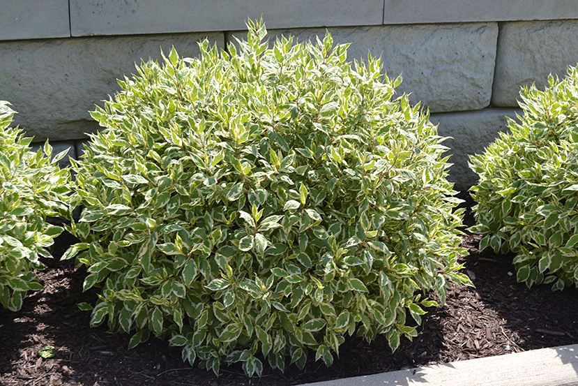 Ivory Hallo Variegated Dogwood