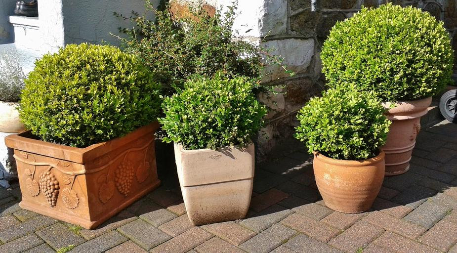 Low Maintainance Shrubs