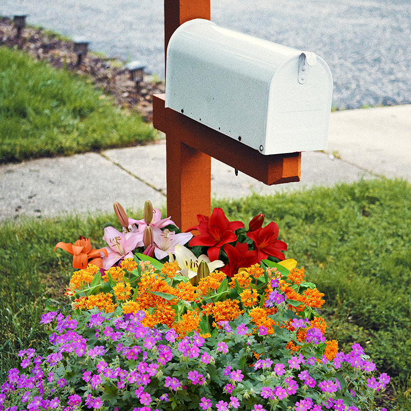 Mixed Flowers at The Bottom of The Mailbox