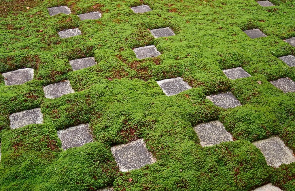 Moss Garden