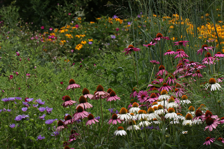 Native Plants