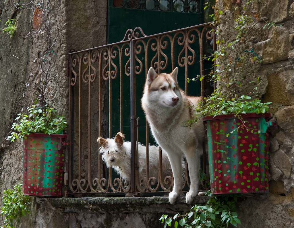 Pet-Friendly Porch