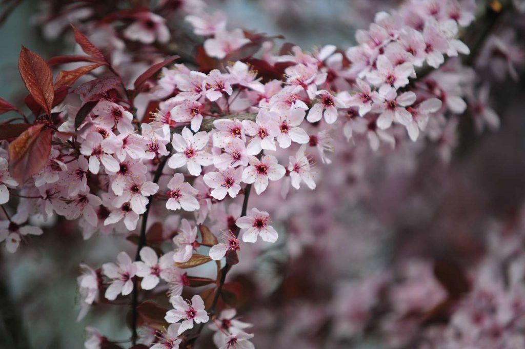 Purple Leaf Sand Cherry