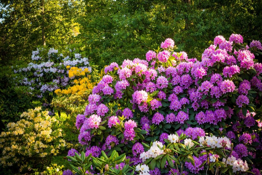 Rhododendron