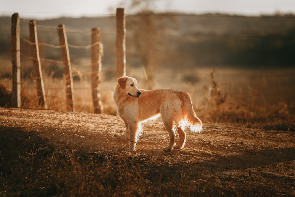 Secure Fence Dog Run Ideas