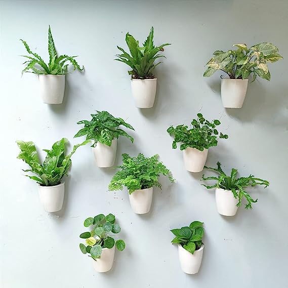 Self Watering Wall Planter