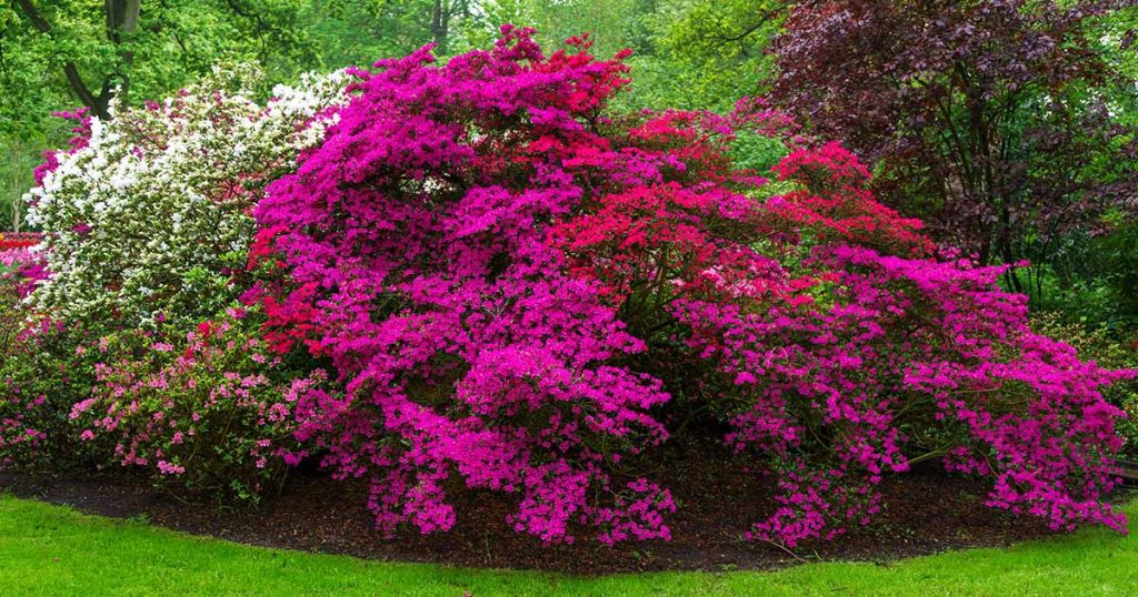 Showstopper Azalea