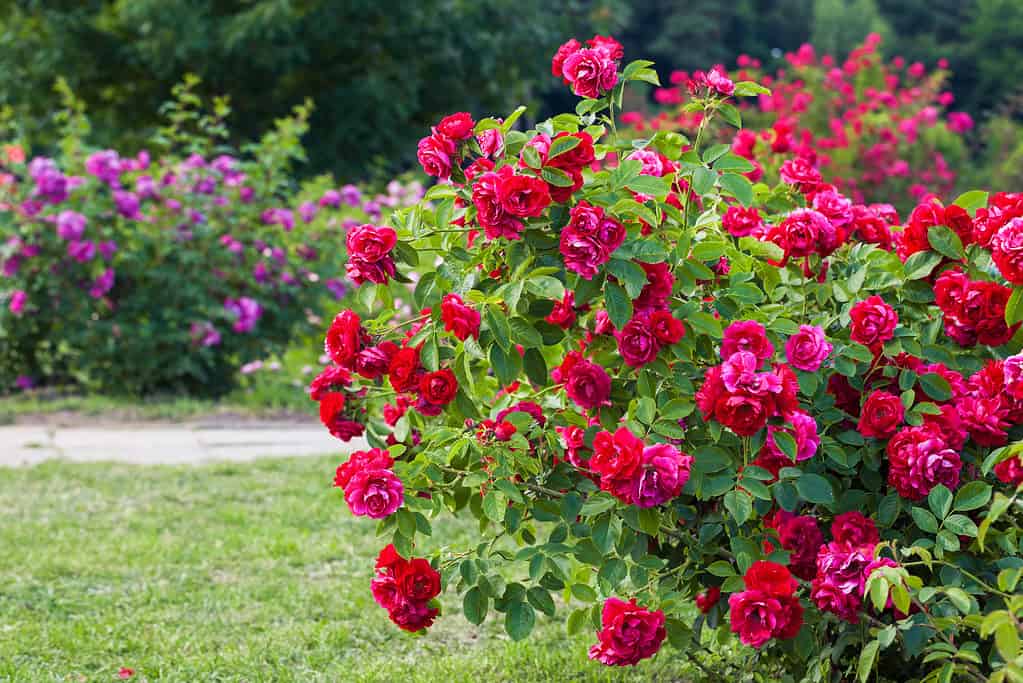 Shrub Roses