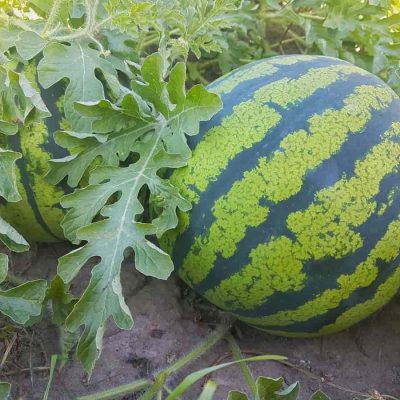 The Ultimate Guide to Checking Watermelon Freshness
