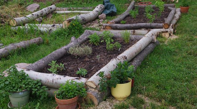 Tree Stumps