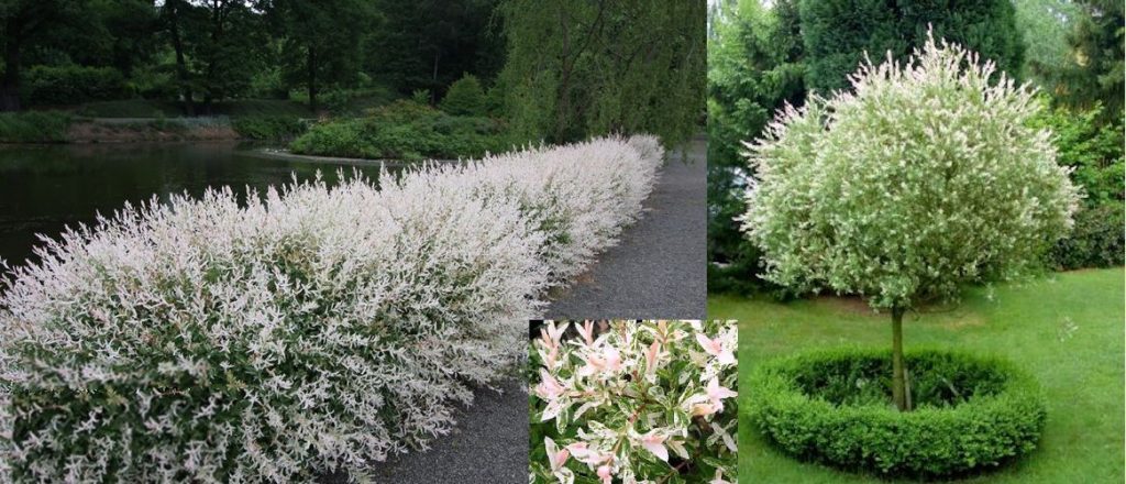 Tri-Color Dappled Willow