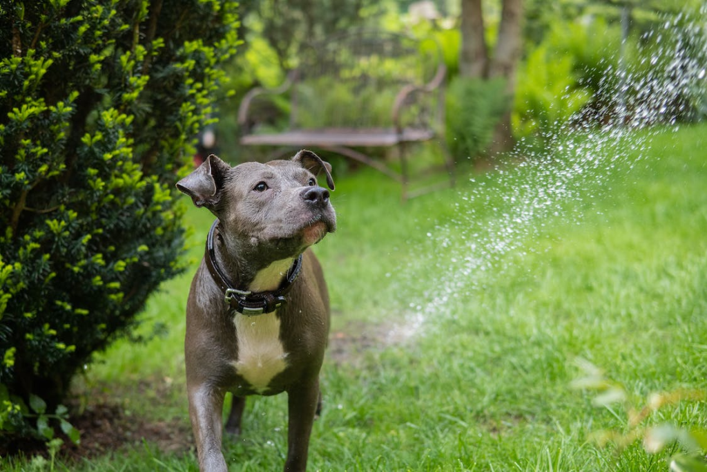 Use Pet-Safe Plants<