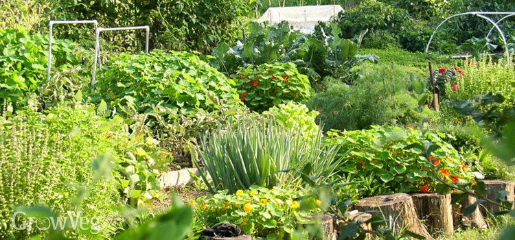 Vegetable Garden