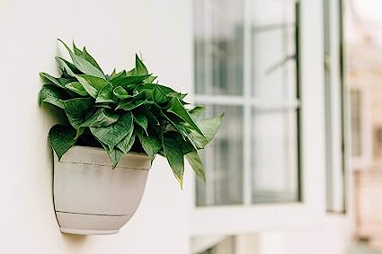 Wall Mounted Planter