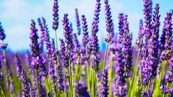 Why Choose Lavender