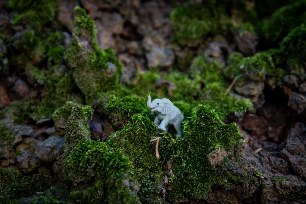 Wild Rock Garden