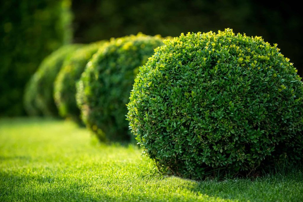 Wintergreen Boxwood