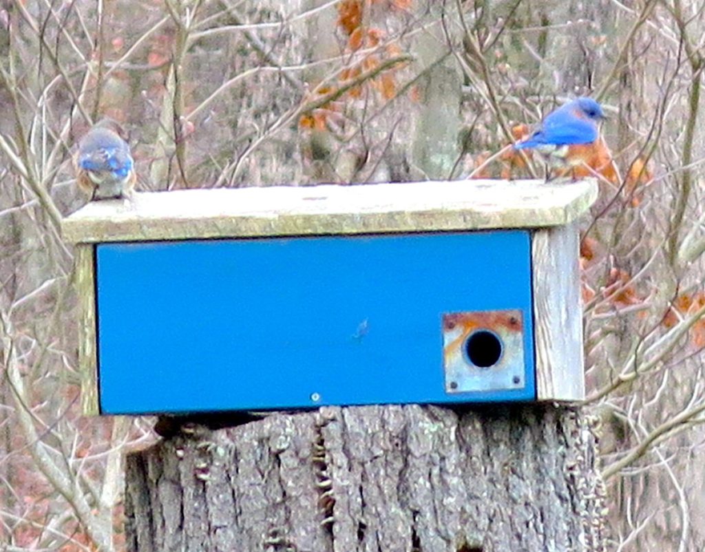 Wood Scrap Rectangular Birdhouse