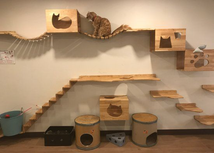 Multipurpose Cat Room Ideas